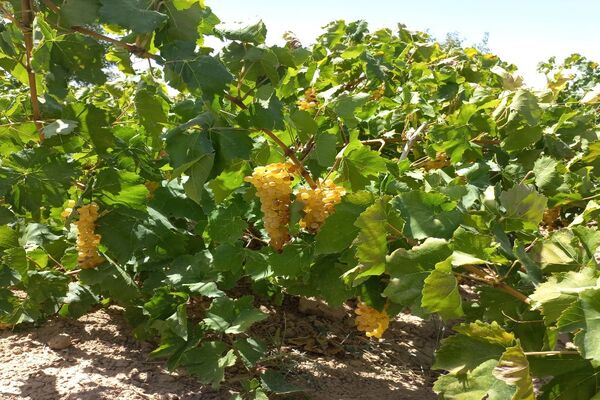 آغاز فصل برداشت انگور از باغات روستای گزکوه فاروج