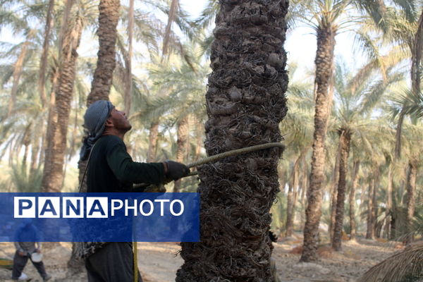 برداشت خرما در منطقه آبپخش