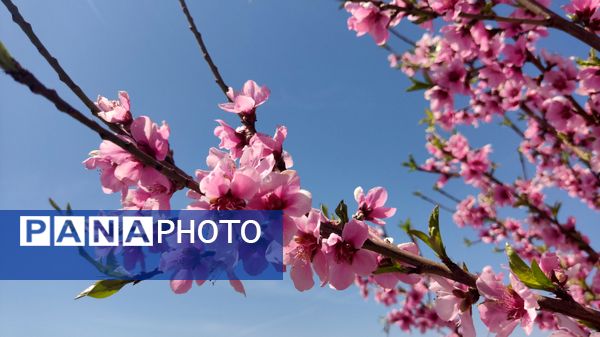 شهرستان نیشابور میزبان فصل بهار