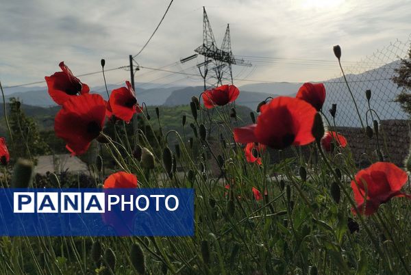 روستای شلیل نگین سرسبزی در دل کوه‌های میانکوه