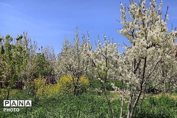 آلبوم تصویری از طبیعت زیبای شهر بار در اردیبهشت‌ماه  ۱۴۰۵ -1