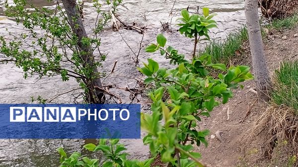 آوای گوش‌نواز بهار در طبیعت شهرستان‌بن