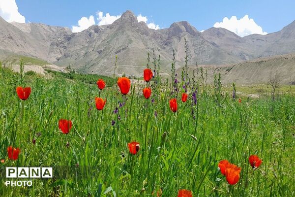 آلبوم تصویری از طبیعت زیبای شهر بار در اردیبهشت‌ماه  ۱۴۰۵ـ۲