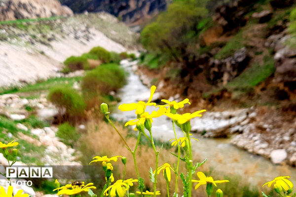 طبیعت روستای بیدله به هنگام بهار