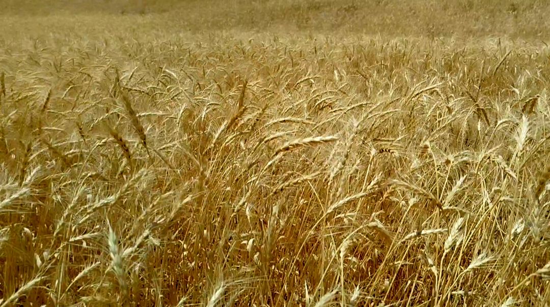 میزان خرید تضمینی گندم از کشاورزان اعلام شد