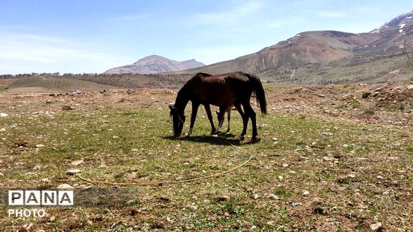 زیبایی تنگ دستنا در قاب پانا