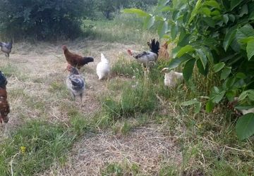 سبک قدیمی پرورش مرغ محلی