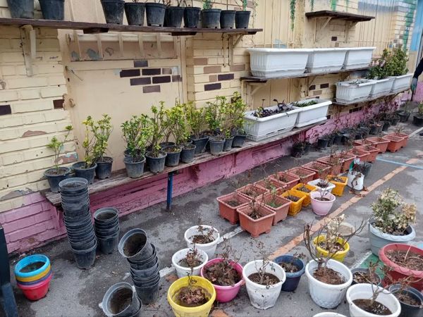 آغاز بهار جوانه سبز سلامتی