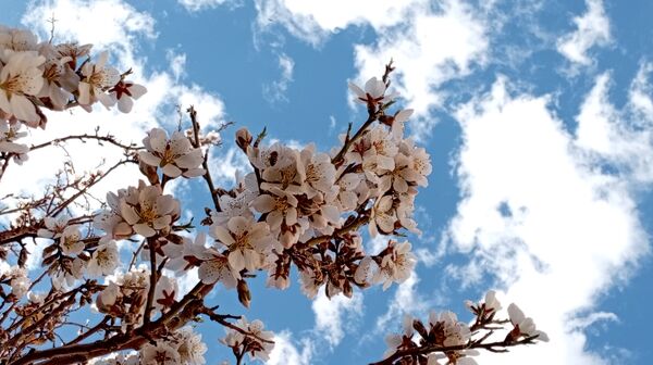 آوای گوش‌نواز بهار در طبیعت شهرستان‌بن