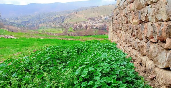 دومین روز بهاری منطقه میانکوه 