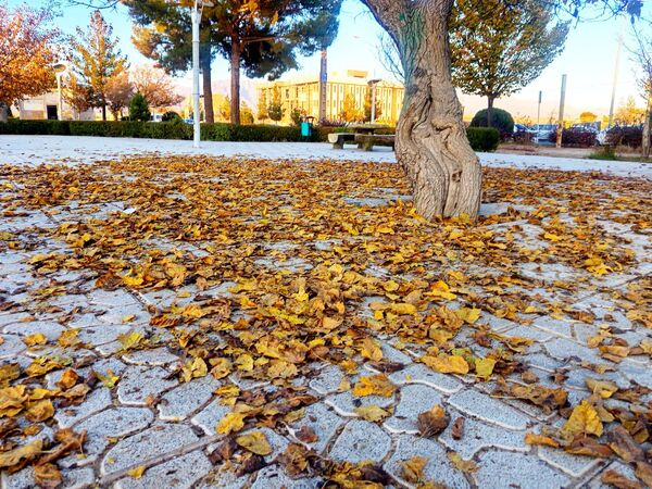 طبیعت زیبای کاشمر در پاییز