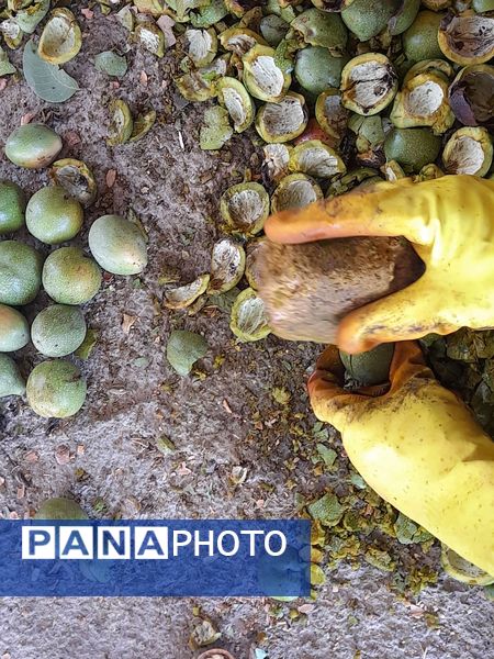 مارکده، سرزمین طلایی بادام و گردو؛ گنجینه‌ای از طعم و سنت در دل سامان