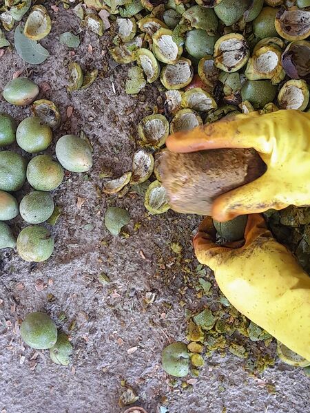مارکده، سرزمین طلایی بادام و گردو؛ گنجینه‌ای از طعم و سنت در دل سامان