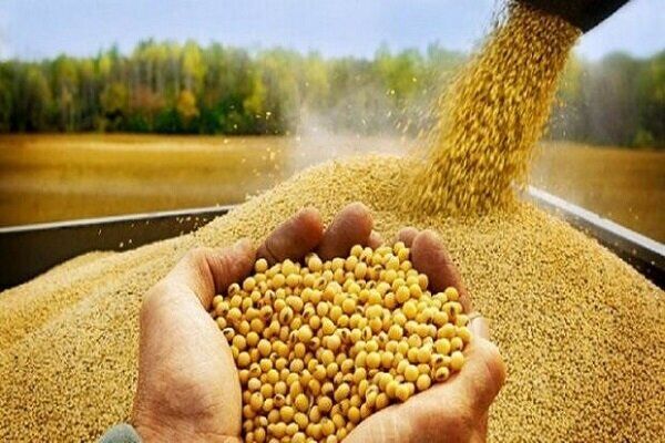 پهلوگیری همزمان ۱۰ کشتی حامل ذرت دامی در بندر امیرآباد