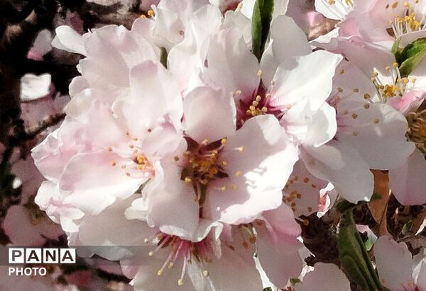 شکوفه‌های بهاری شهر بن، نویدبخش طراوت و زندگی دوباره