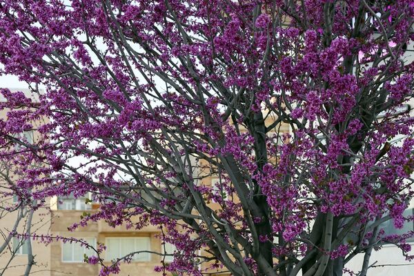 ارومیه شهر رویایی
