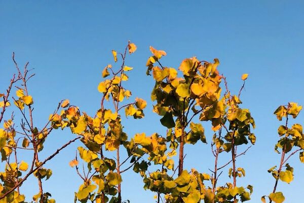 هرچه می‌گذرد، بیشتر به شبی سردتر و طولانی‌تر نزدیک می‌شویم