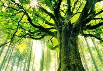 درخت، منبع بی‌وقفه‌ی اکسیژن