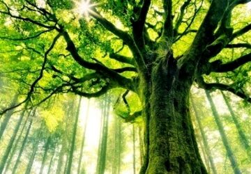 درخت، منبع بی‌وقفه‌ی اکسیژن