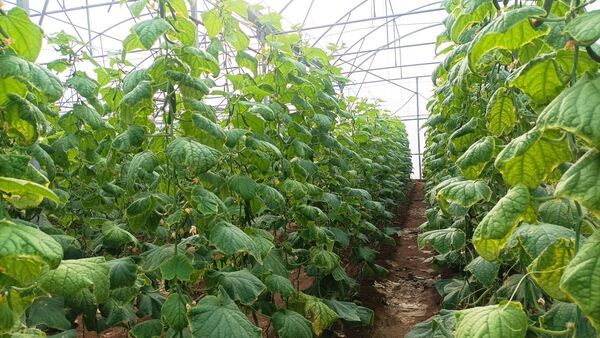 بازدید از گلخانه نمونه خسروشاه در هفته بسیج