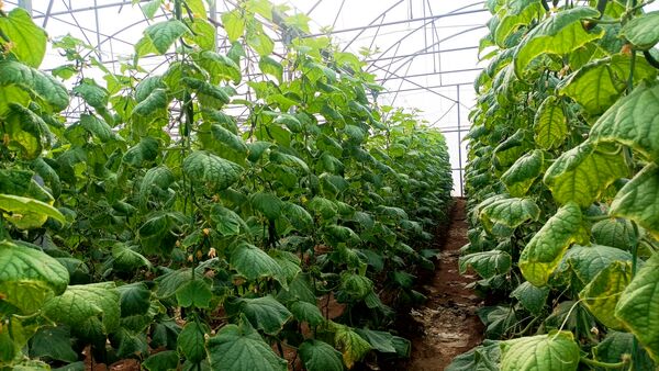 بازدید از گلخانه نمونه خسروشاه در هفته بسیج