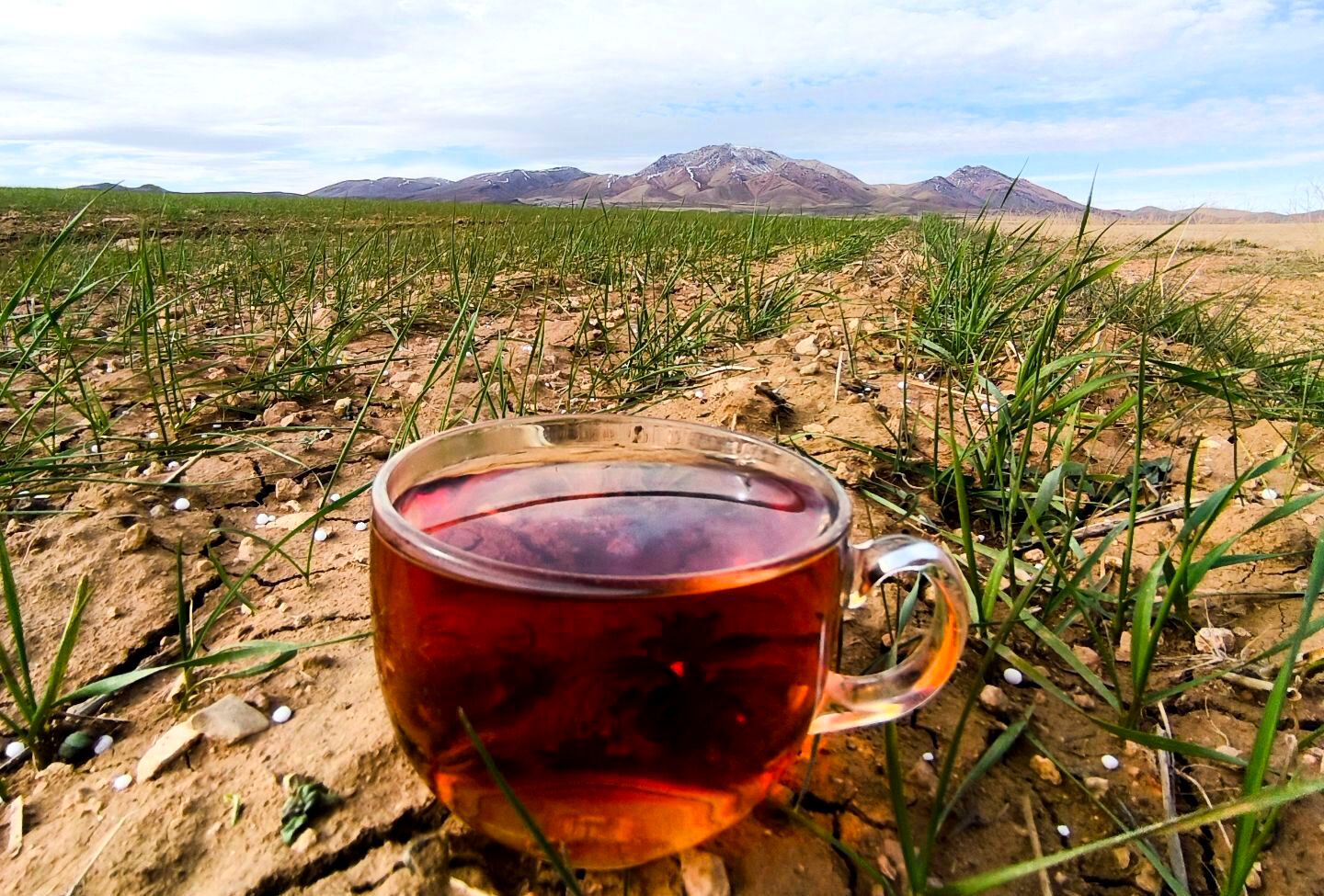 زمین سبز،زندگی سبز