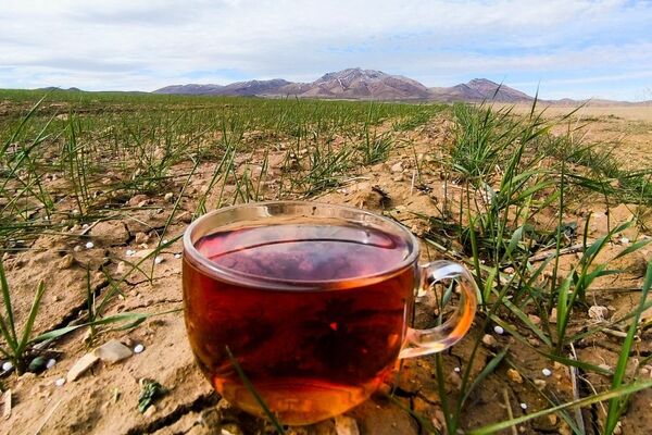 زمین سبز،زندگی سبز