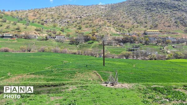 شکوفایی امید 