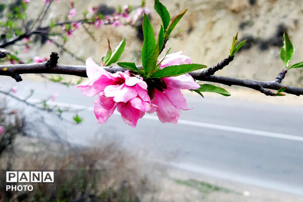 طبیعت روستای بیدله به هنگام بهار