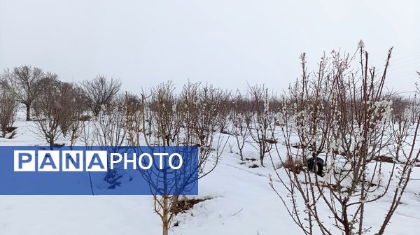 مناظر زیبای باغات روستای بوژمهران پس از بارش برف بهاری ۲۰ سانتیمتری 