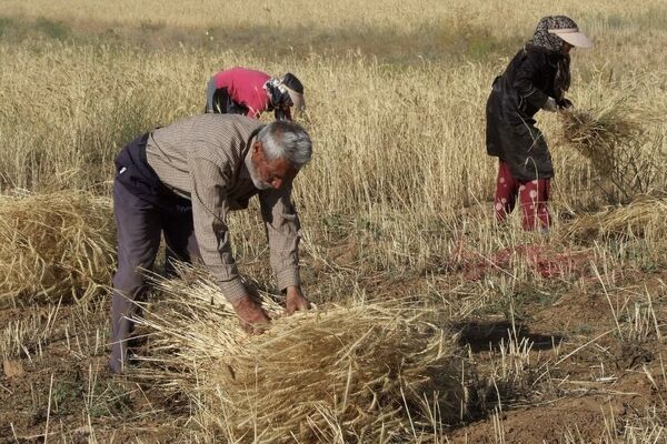 مجموع پرداخت مطالبات گندم‌کاران به ۴۱ همت رسید