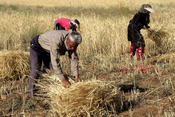 مجموع پرداخت مطالبات گندم‌کاران به ۴۱ همت رسید