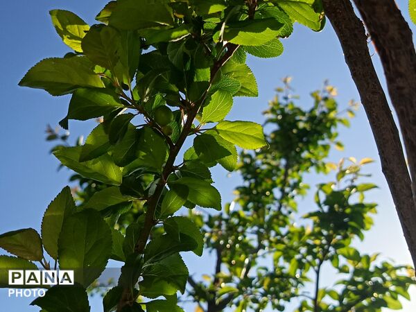 طبیعت در دل روستای برزنون،حال و هوای این دیار از قاب پانا