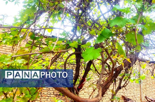 میانکوه در این روز‌ها همچون نگینی سبز می‌درخشد