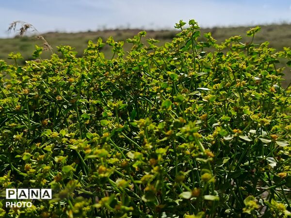 طبیعت در دل روستای برزنون،حال و هوای این دیار از قاب پانا