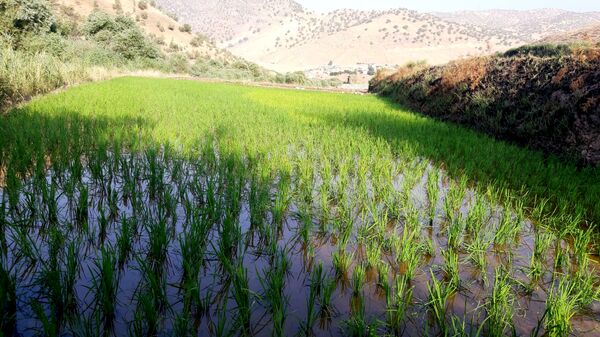 کاشت برنج در روستای بیدله 