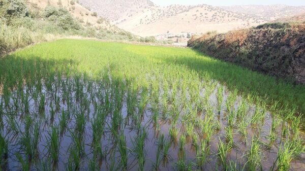 کاشت برنج در روستای بیدله 