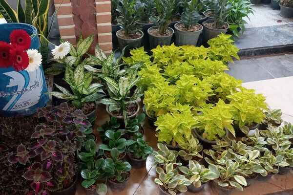 نمایشگاه گل و گیاه در نمایشگاه دائمی قرچک