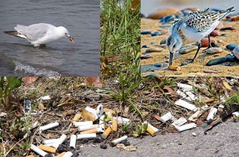 ته‌سیگارها؛ سم خاموش در بوسه طبیعت