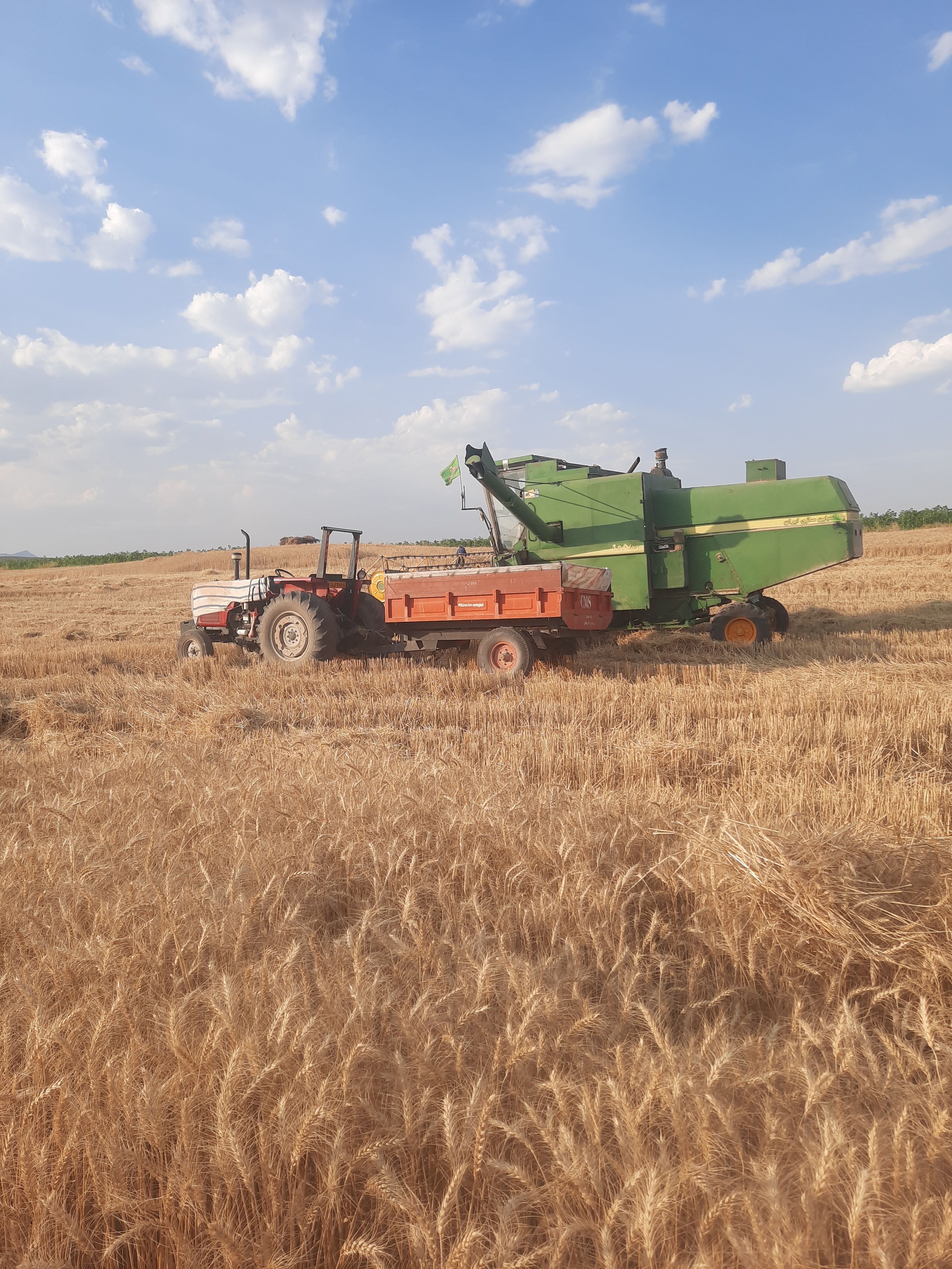  آغاز برداشت گندم از مزارع شهرستان هلیلان 