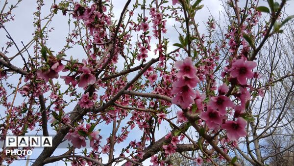  نجوای بهار در روستای سرتشنیز