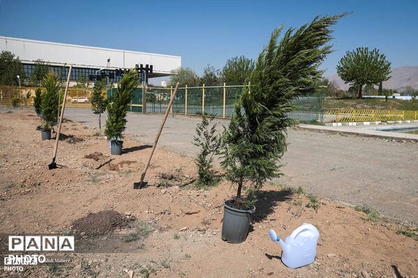 پویش «درخت‌‎کاری سرو ایران»