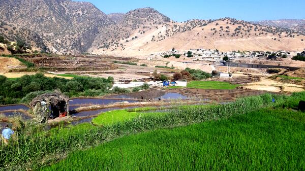کاشت برنج در روستای بیدله 