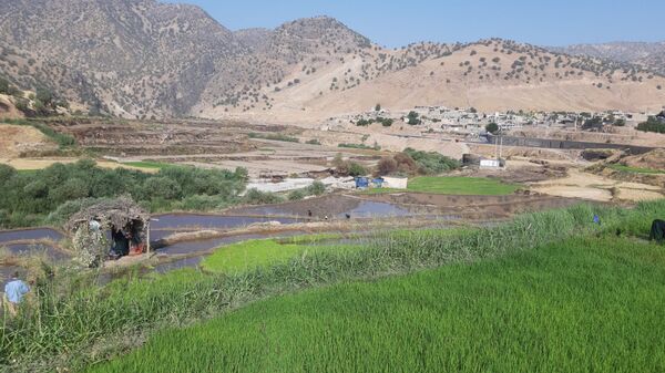 کاشت برنج در روستای بیدله 