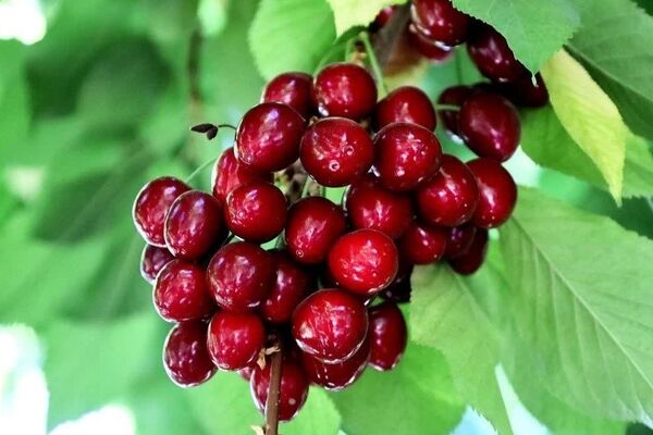 برداشت نوبرانه آلبالو و گیلاس در دزک آغاز شد