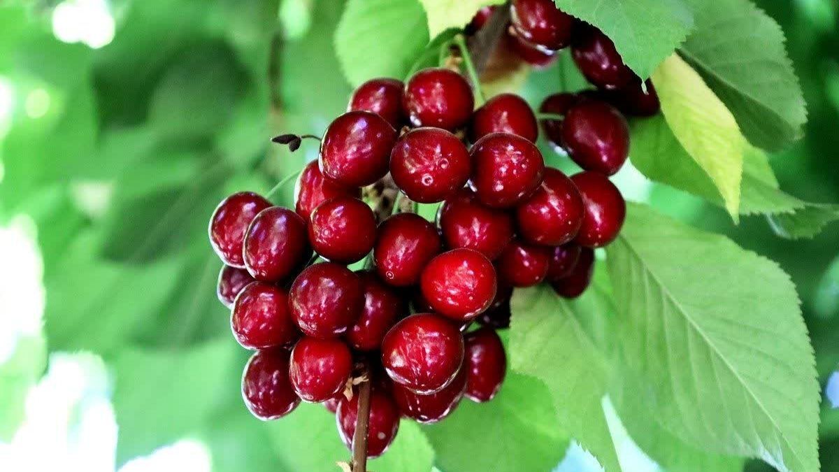 برداشت نوبرانه آلبالو و گیلاس در دزک آغاز شد