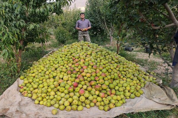 فصل زیبای پاییز در شهر بار نیشابور 