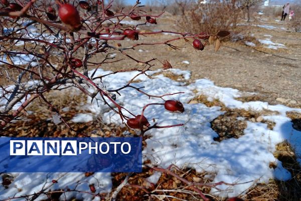 رد پای برف در باغات نهضت آباد اصفهان