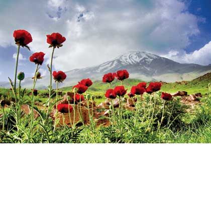 از تلخی عید تا لذت بوی گل نرگس

