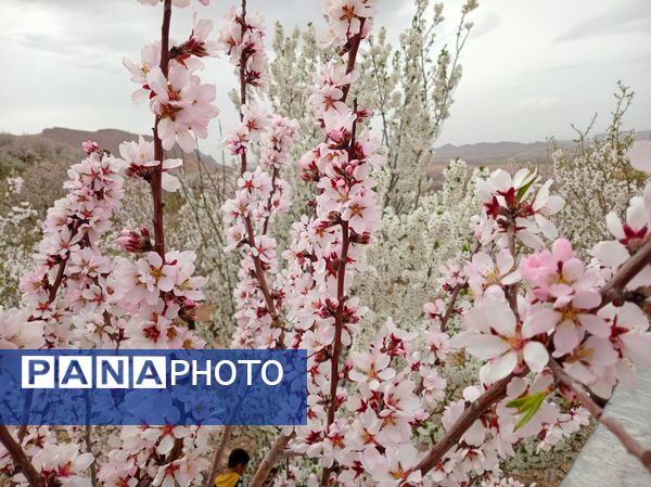 شکوفه‌ درختان، آمدن بهار را مژده می‌‌دهند
